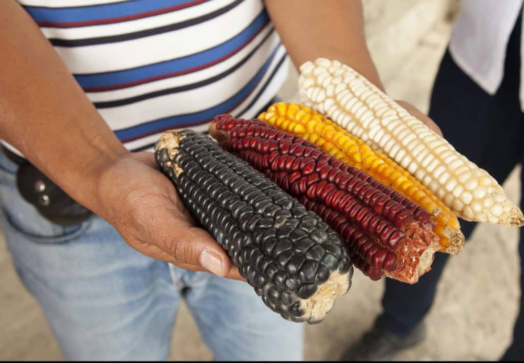 History of Corn in Mexico
