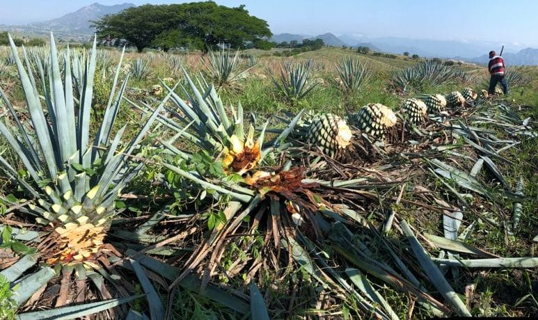 tequila Countryside UNESCO