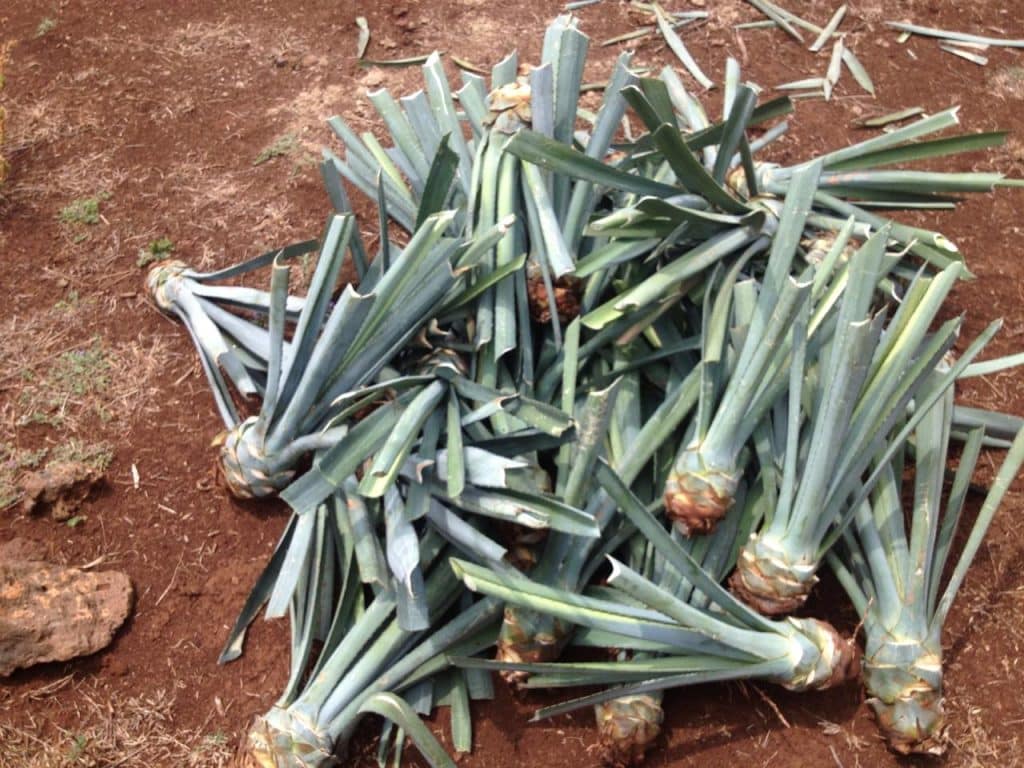 How Tequila Is Made From Agave Field to Your Glass Familia Kitchen