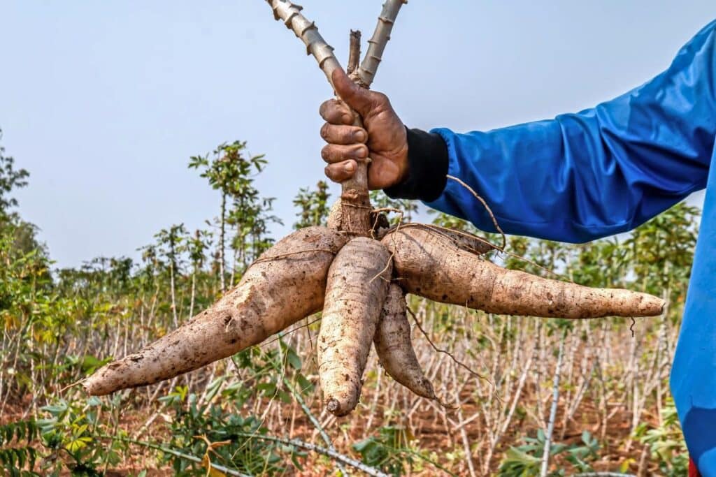 yuca is a root vegetable