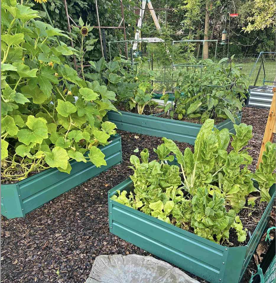 Garden beds Kim home garden Latino vegetables