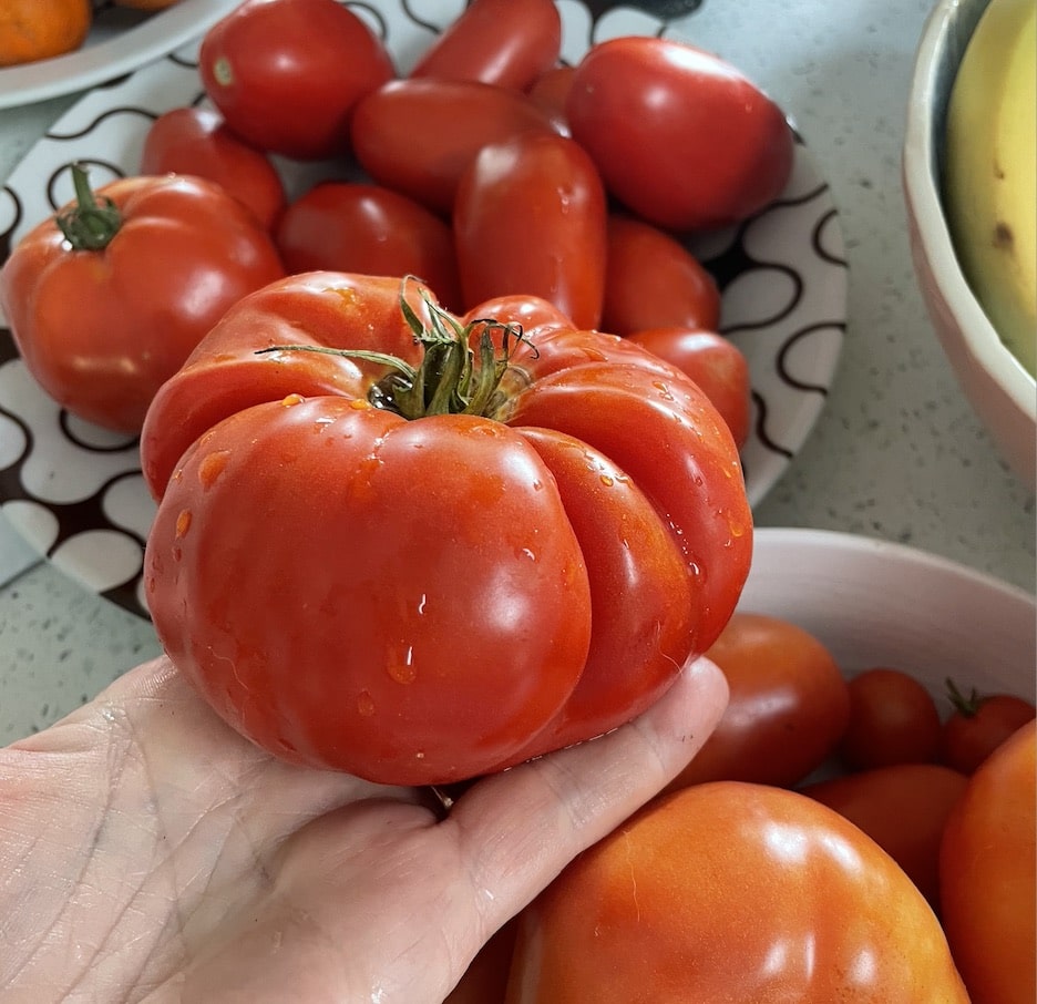 tomato garden Kim